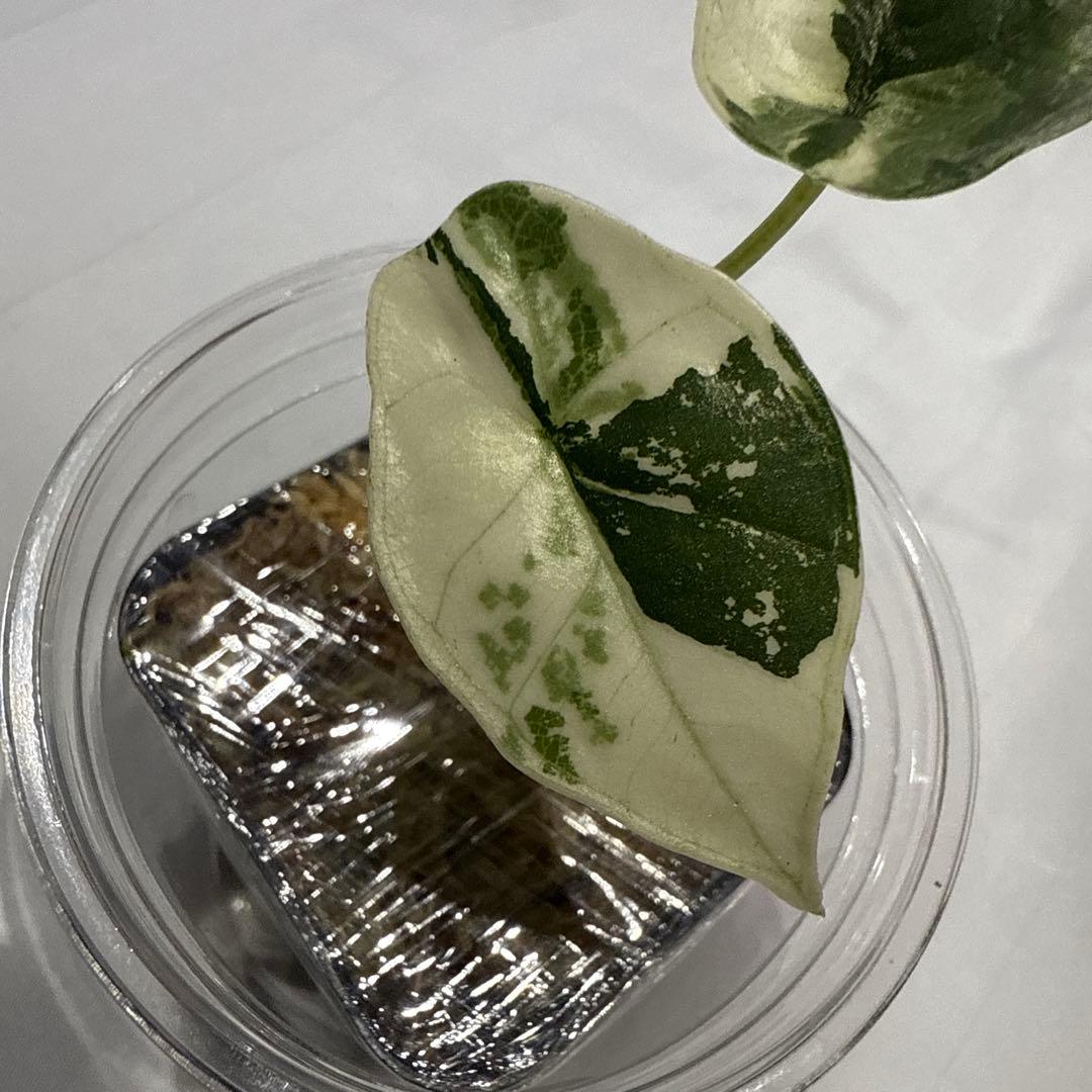 極斑 アロカシア シルバードラゴン アルボ