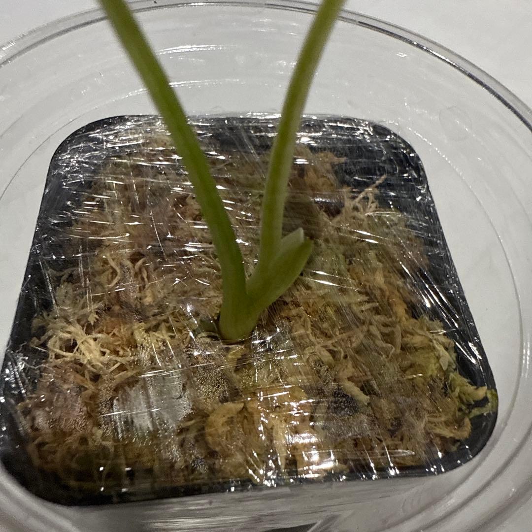 極斑 アロカシア シルバードラゴン アルボ