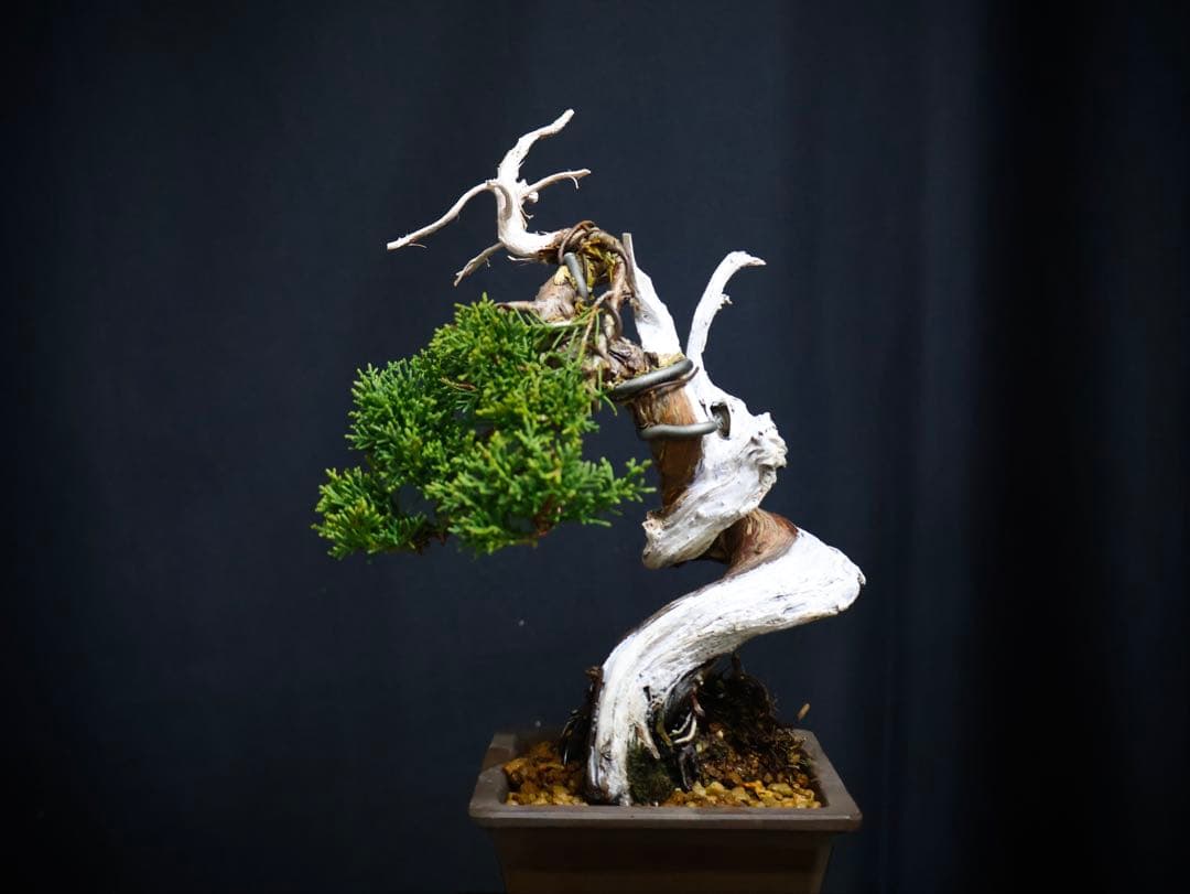 逸品　真柏　板シャリ　小品盆栽　糸魚川真柏　シャリ芸 盆栽 樹高15cm