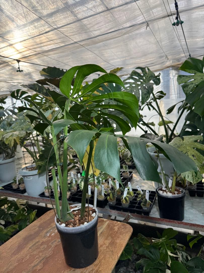 Monstera deliciosa Form 6｜BKK 最優秀賞株と同系統