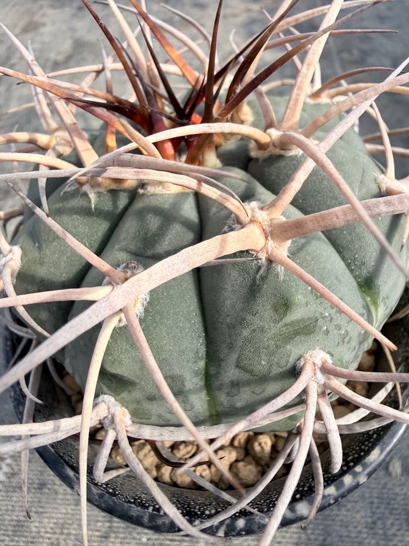 光琳玉　ギムノカリキウム　天平丸　魔天竜