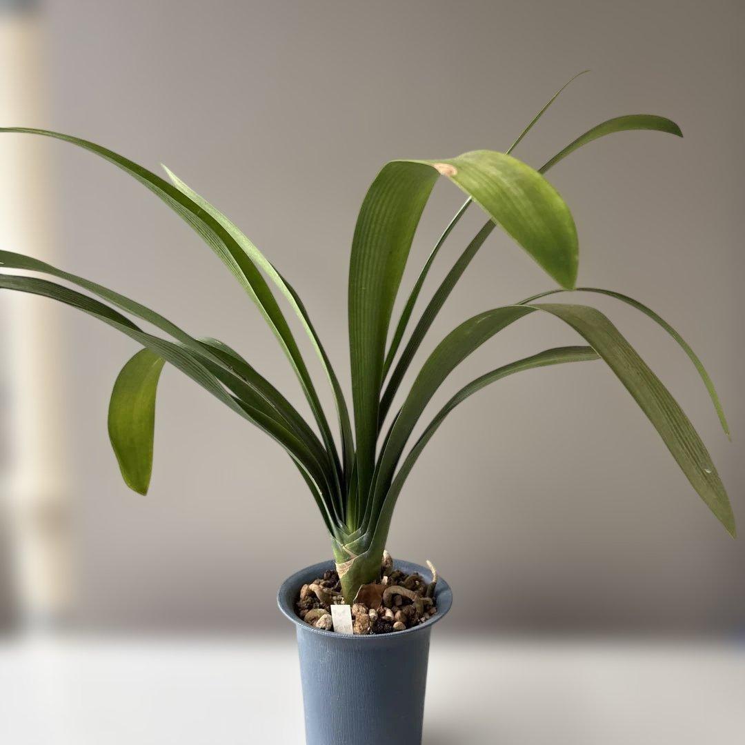 ELZA　クンシラン銘花交配４点セット テッサ×グロリア他３点