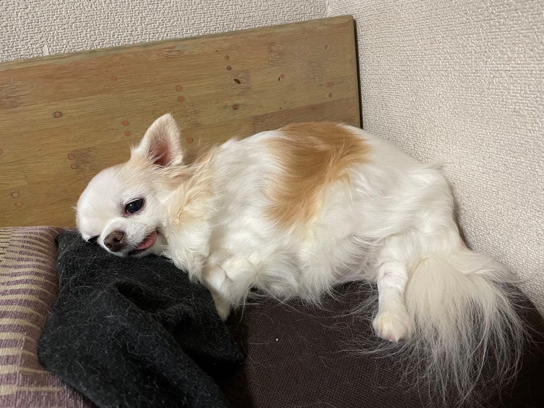 画像確認用　左半身