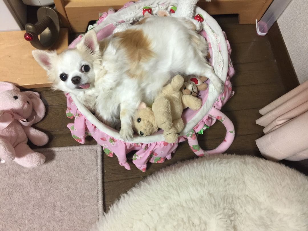 画像確認用　左半身