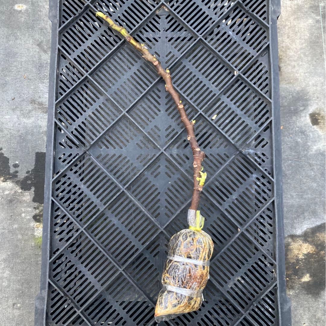 Boysenberry Blush 取木苗 イチジク