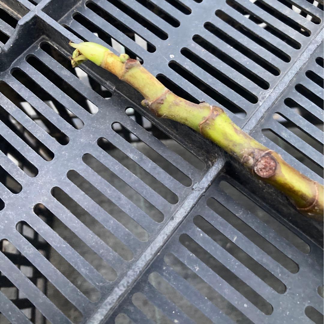 Boysenberry Blush 取木苗 イチジク