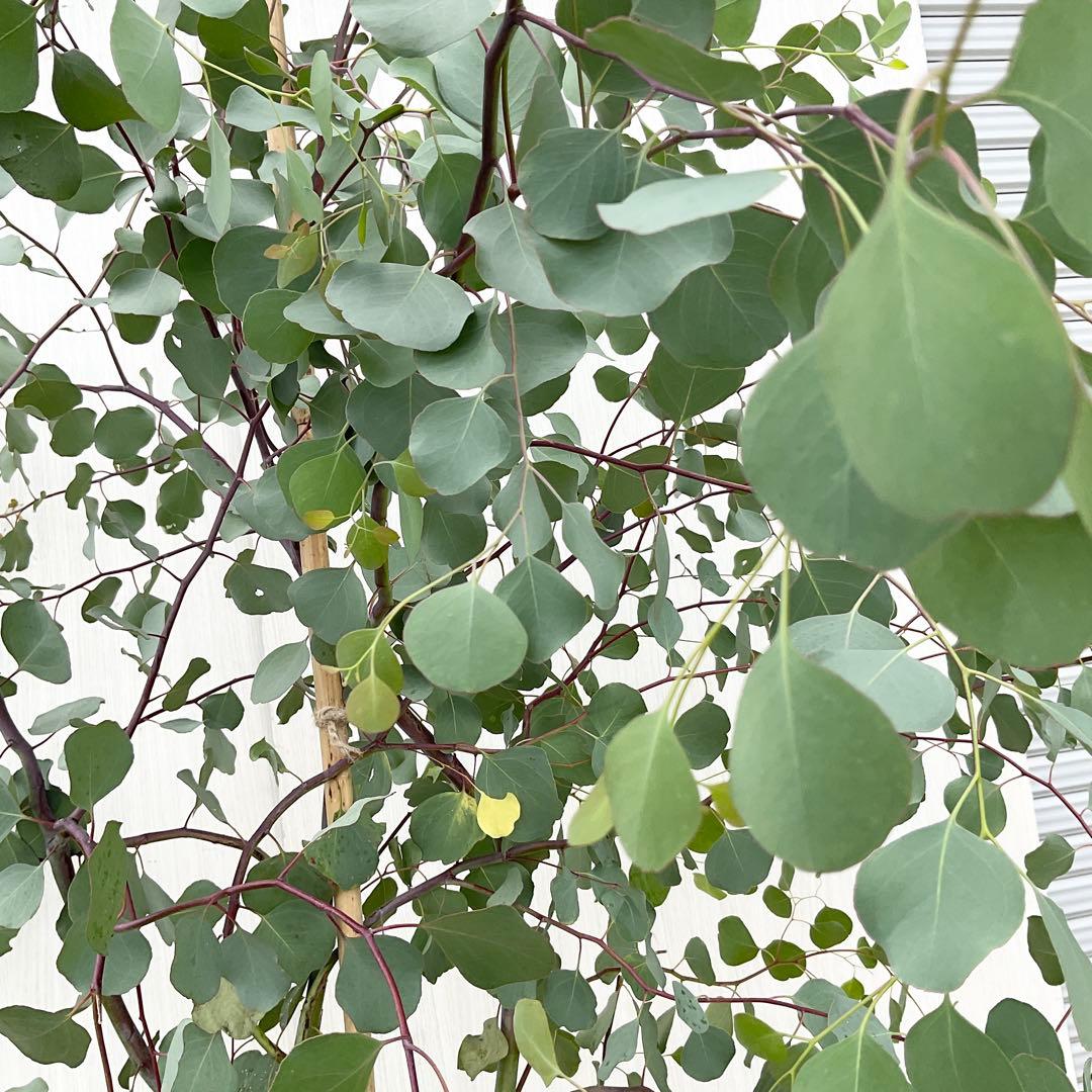 Rikaさん専用　ポポラス　/