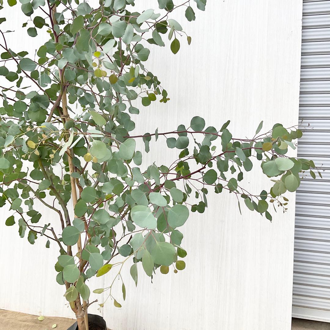 Rikaさん専用　ポポラス　/