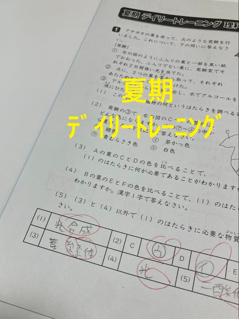 小6 理科 デイリーサピックス 24回分+春期講習•夏期講習 ウィークリーサピ他