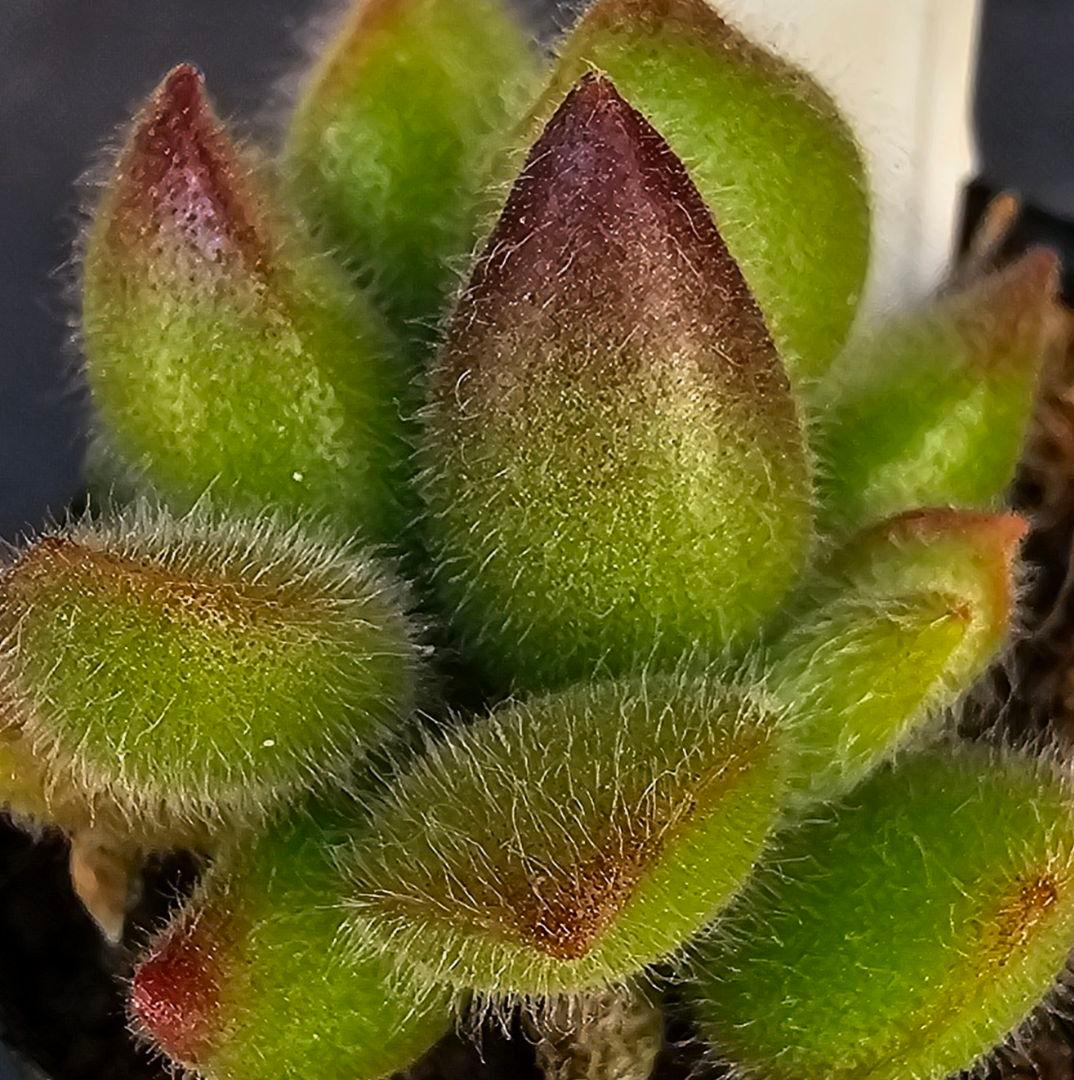 ロウルサンコさんラベル付き&メルカリ便発送☆コチレドン ポチ