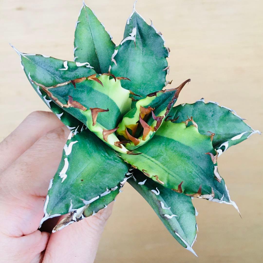 【稀少】2 老白鯨錦 黄覆輪斑 ソーラーエクリプス TC株 アガベ チタノタ錦