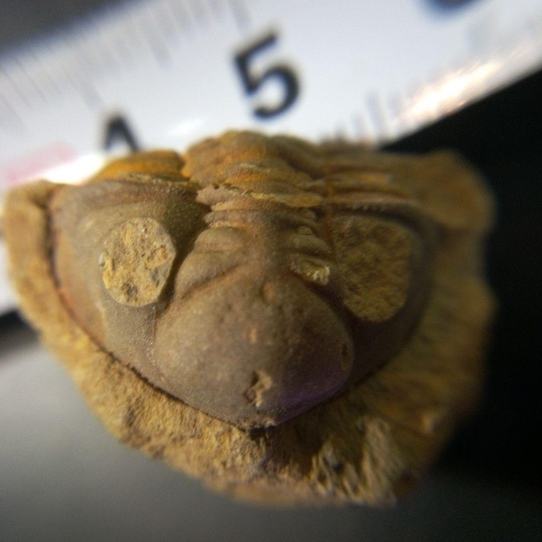 三葉虫　化石　fossil　海　ボリビア産　trilobite　海生動物判別⑤