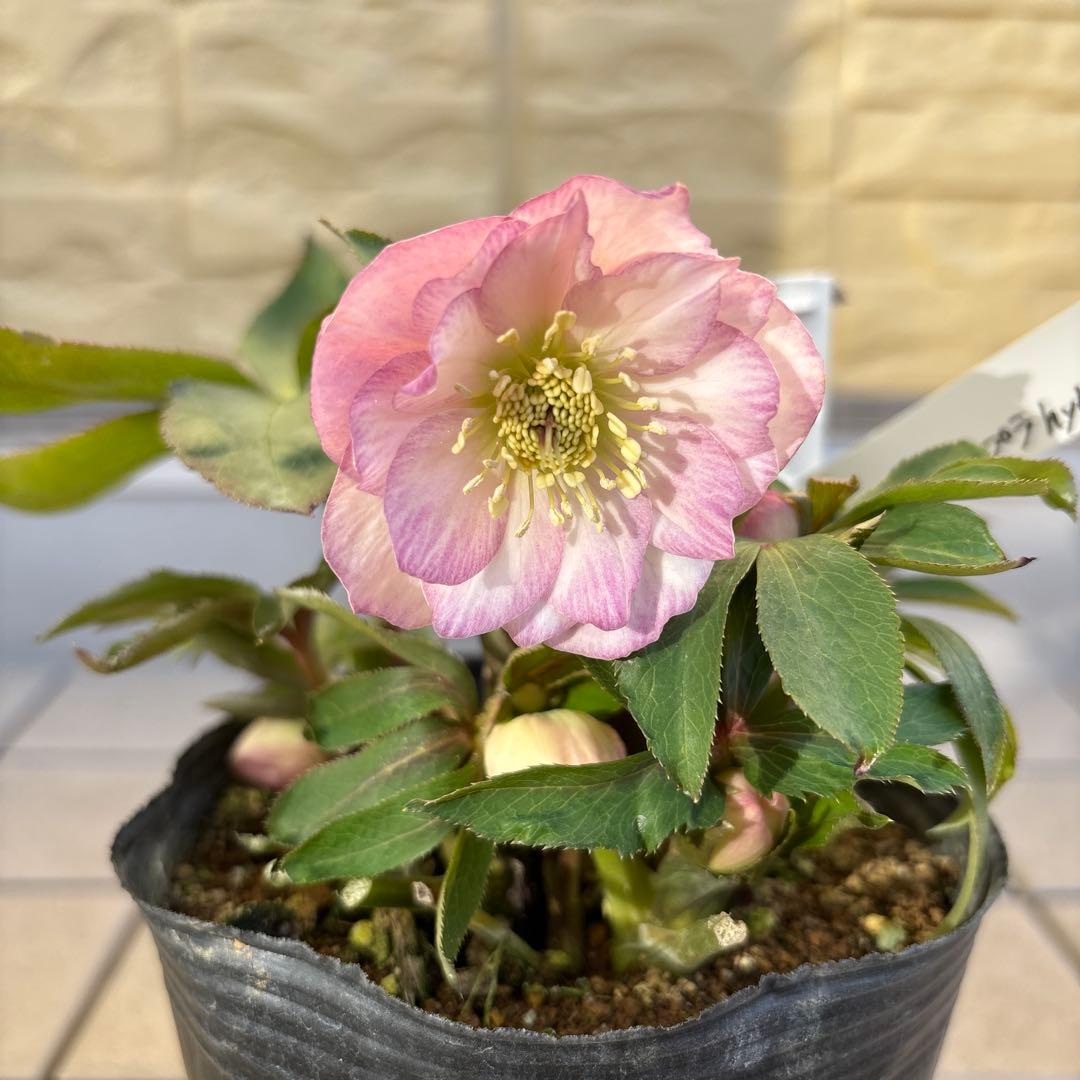 プルプラ交配　dd 大木ナーサリー　クリスマスローズ　タグ付き　現品　開花株