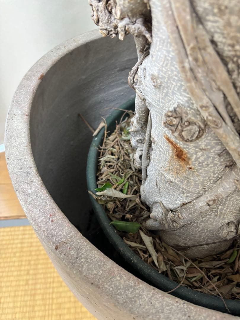 【チイママ】12/14まで限定　SOLSO  ソルソホーム