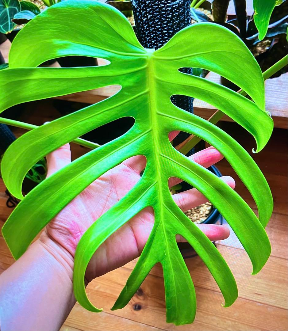 モンステラ　変異個体　切れ込み深い