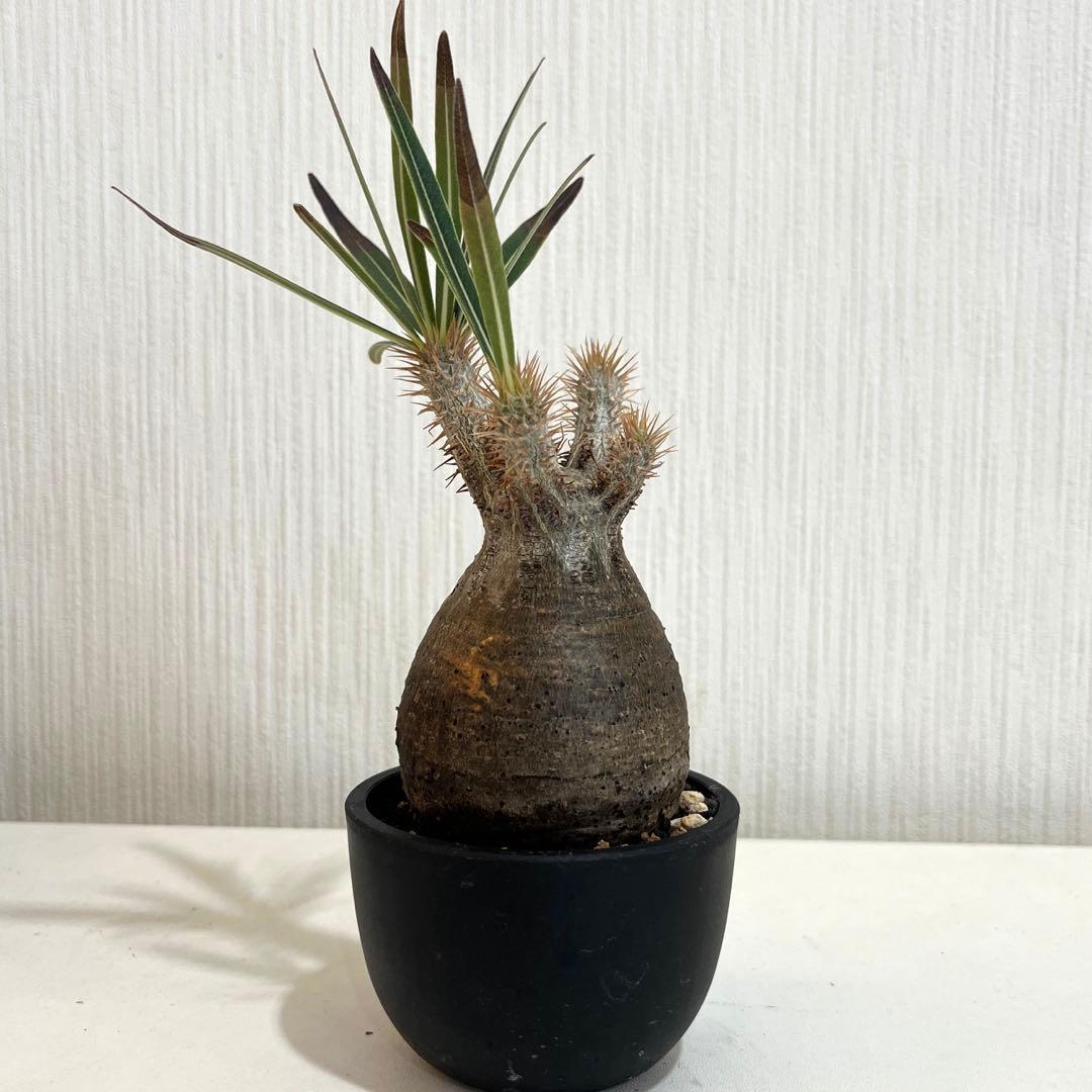 パキポディウムグラキリス現地球 発根済 塊根幅約5.5cm 現品鉢ごと発送