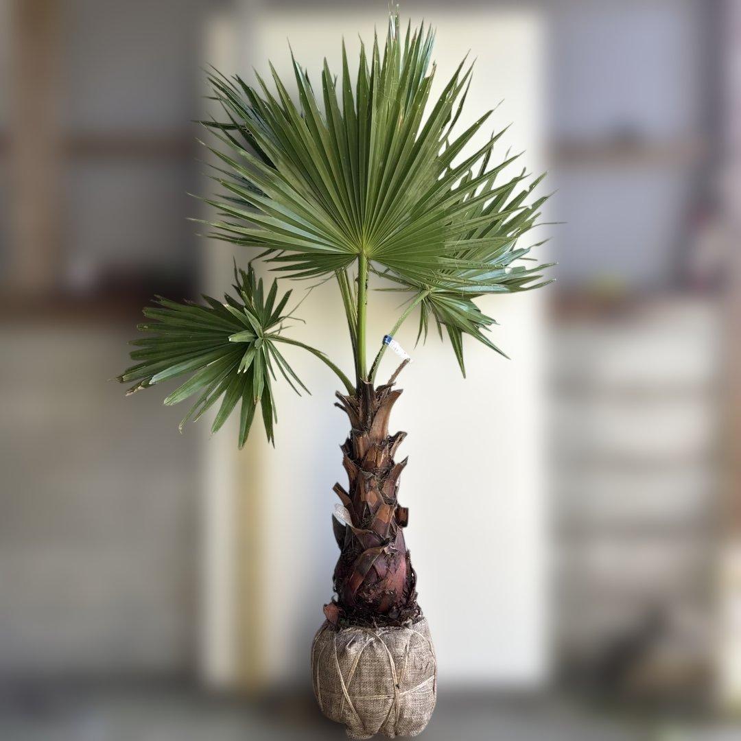 ワシントンヤシ