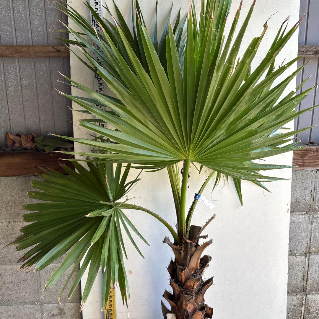 ワシントンヤシ