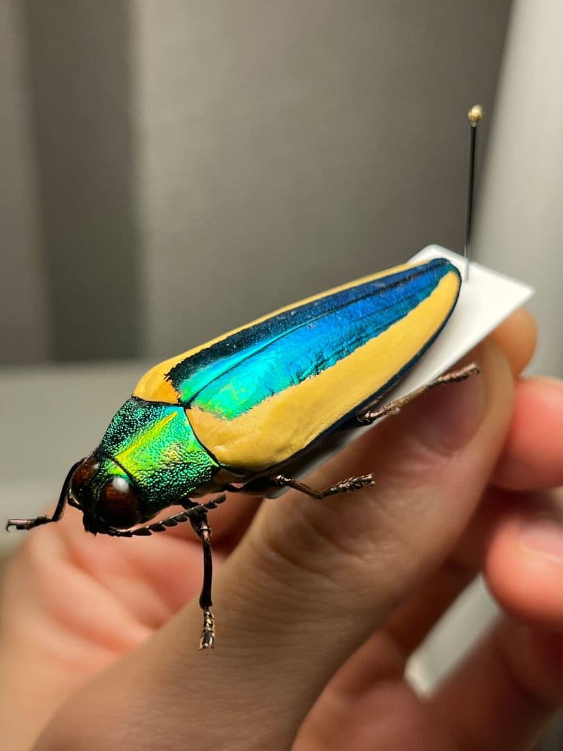 【亜玉虫最高峰】キベリルリタマムシ リンバータルリタマムシ昆虫標本　きらめく甲虫