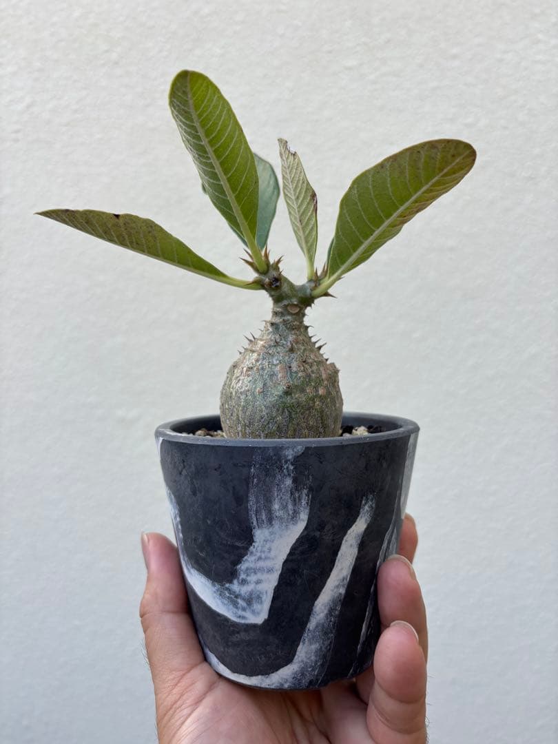 ウィンゾリー国内実生株