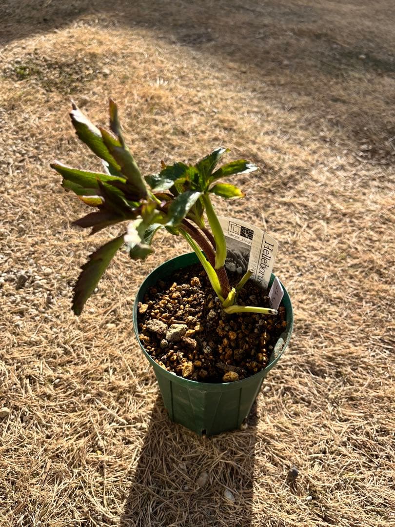 クリスマスローズ　認定　レッドクレオパトラ　株分け