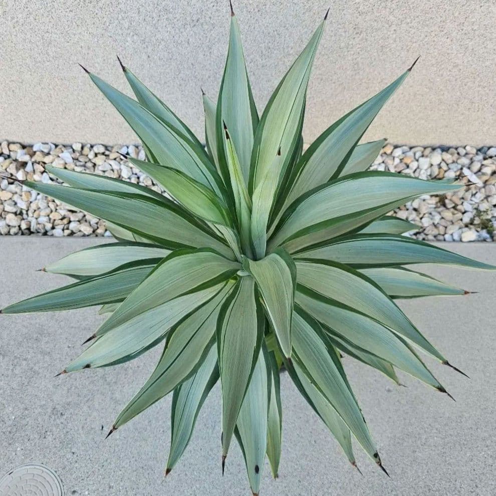 アガベ　クイックシルバー　子株10株前後まとめ売り