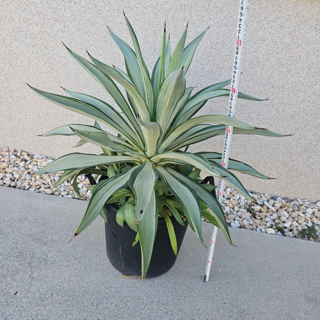 アガベ　クイックシルバー　子株10株前後まとめ売り