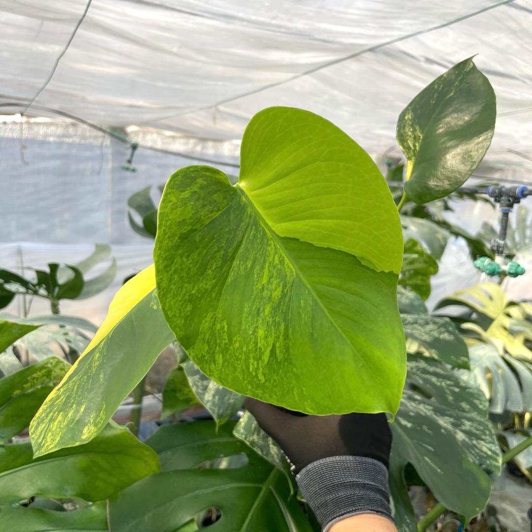 MG5 モンステラ　イエローマリリン　黄斑入り