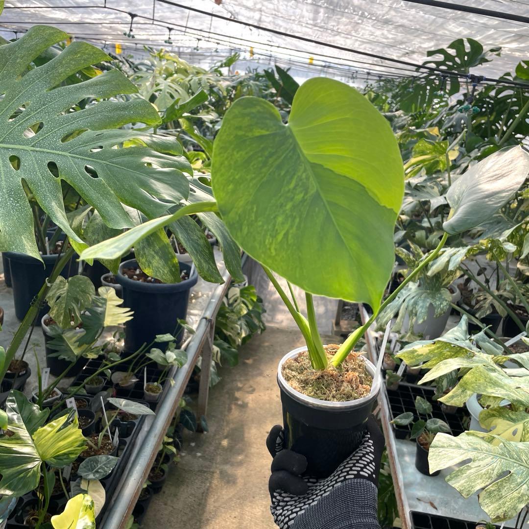 MG5 モンステラ　イエローマリリン　黄斑入り