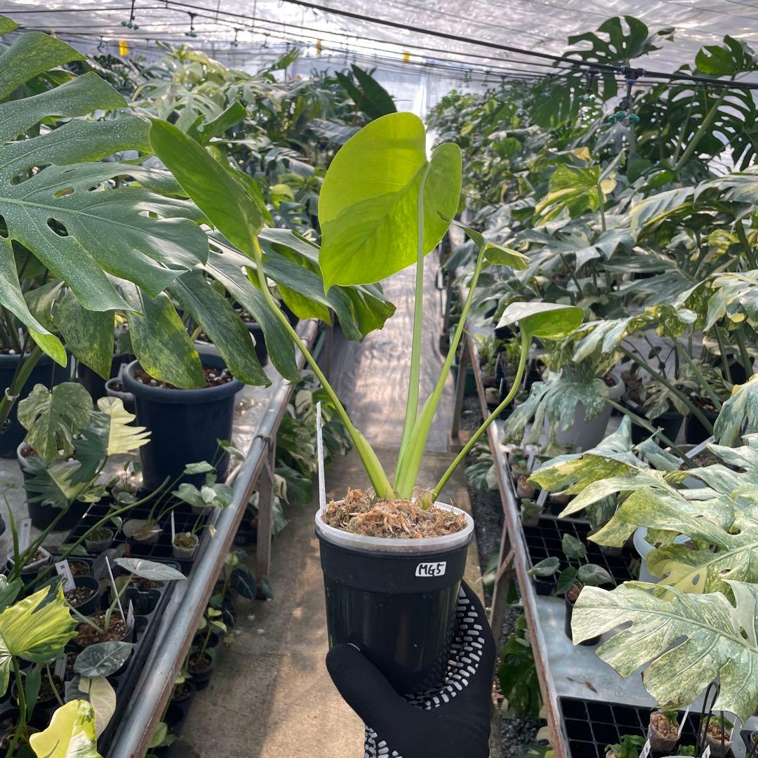 MG5 モンステラ　イエローマリリン　黄斑入り