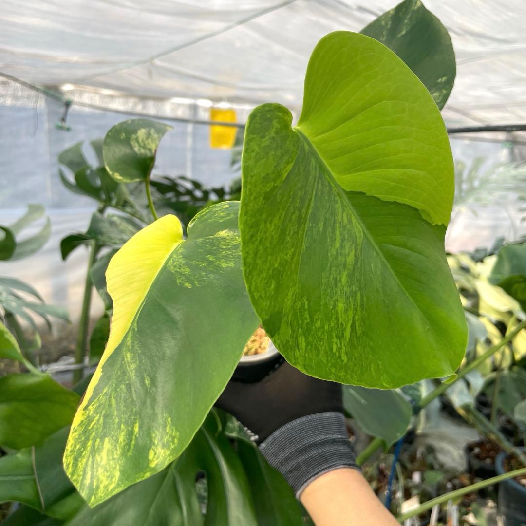 MG5 モンステラ　イエローマリリン　黄斑入り