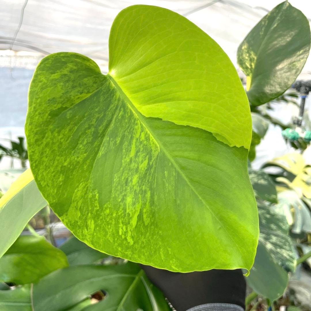 MG5 モンステラ　イエローマリリン　黄斑入り