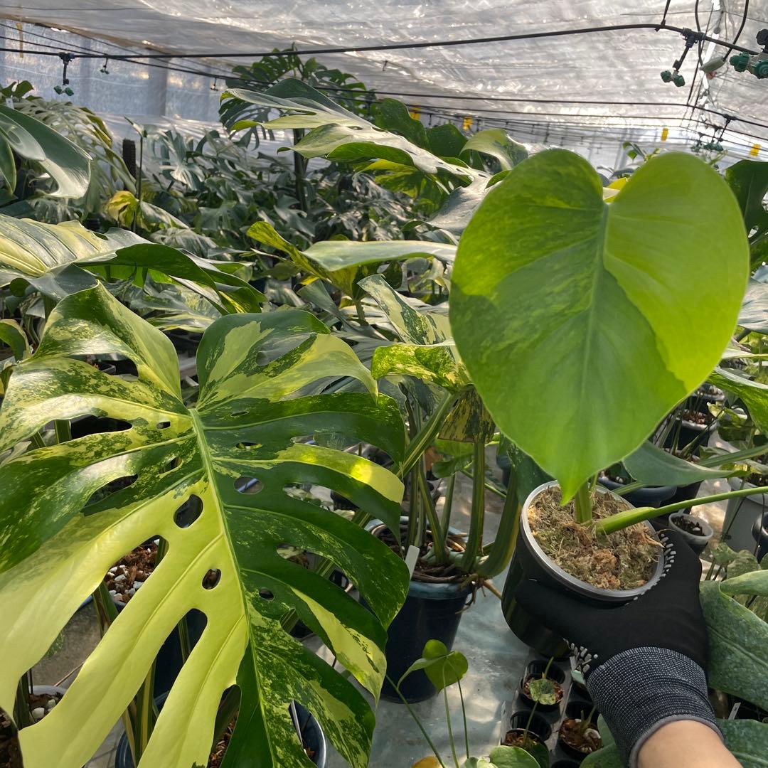 MG5 モンステラ　イエローマリリン　黄斑入り