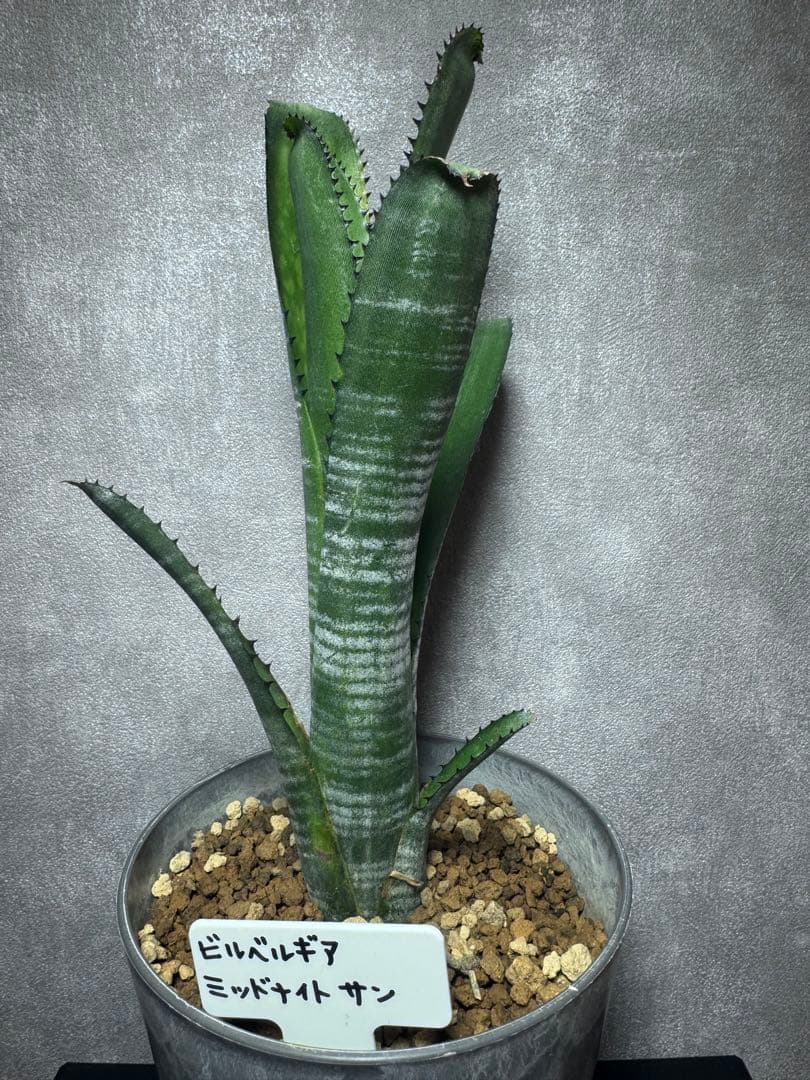 ビルベルギア・ミッドナイトサン