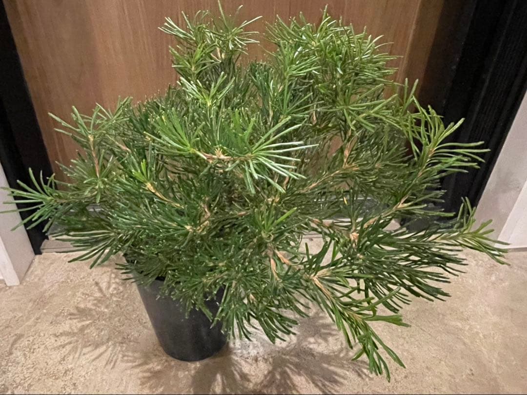 バンクシア　バースデーキャンドル　w約44cm