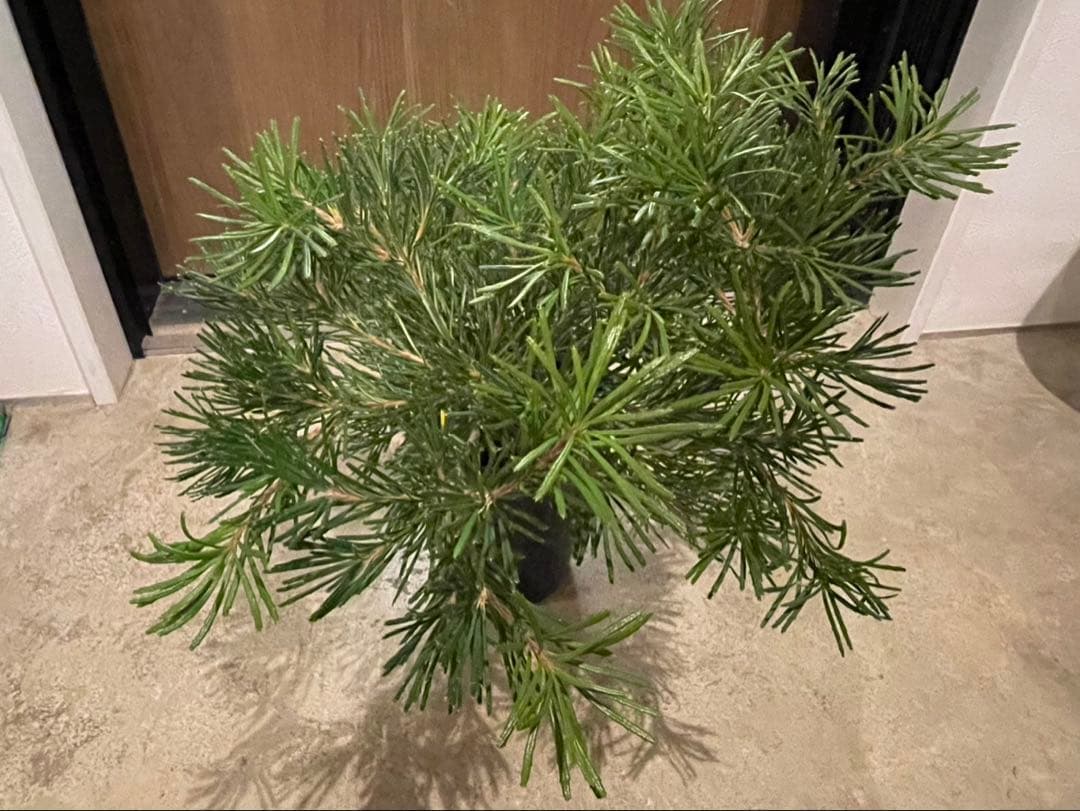 バンクシア　バースデーキャンドル　w約44cm