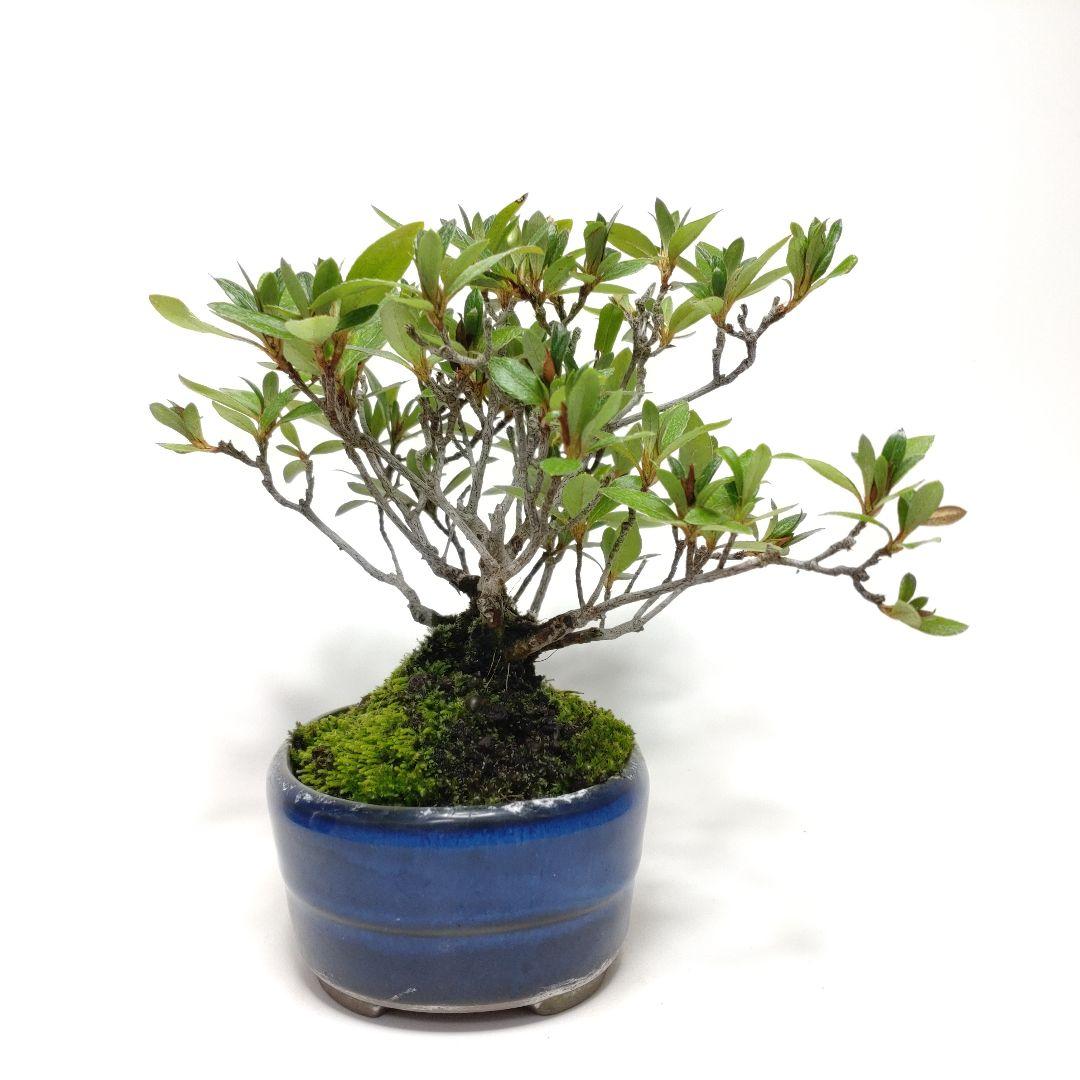 【Ysh_sugawara69】皐月（赤サツキ）盆栽 CS001