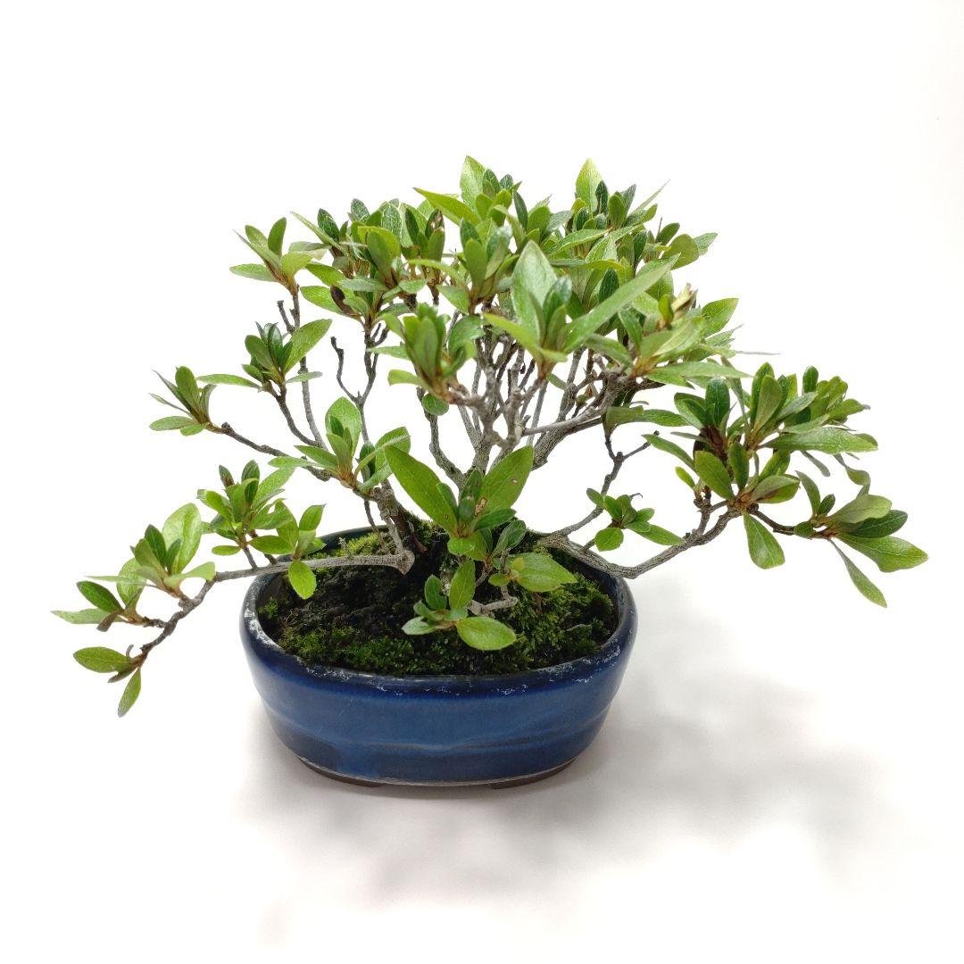 【Ysh_sugawara69】皐月（赤サツキ）盆栽 CS001