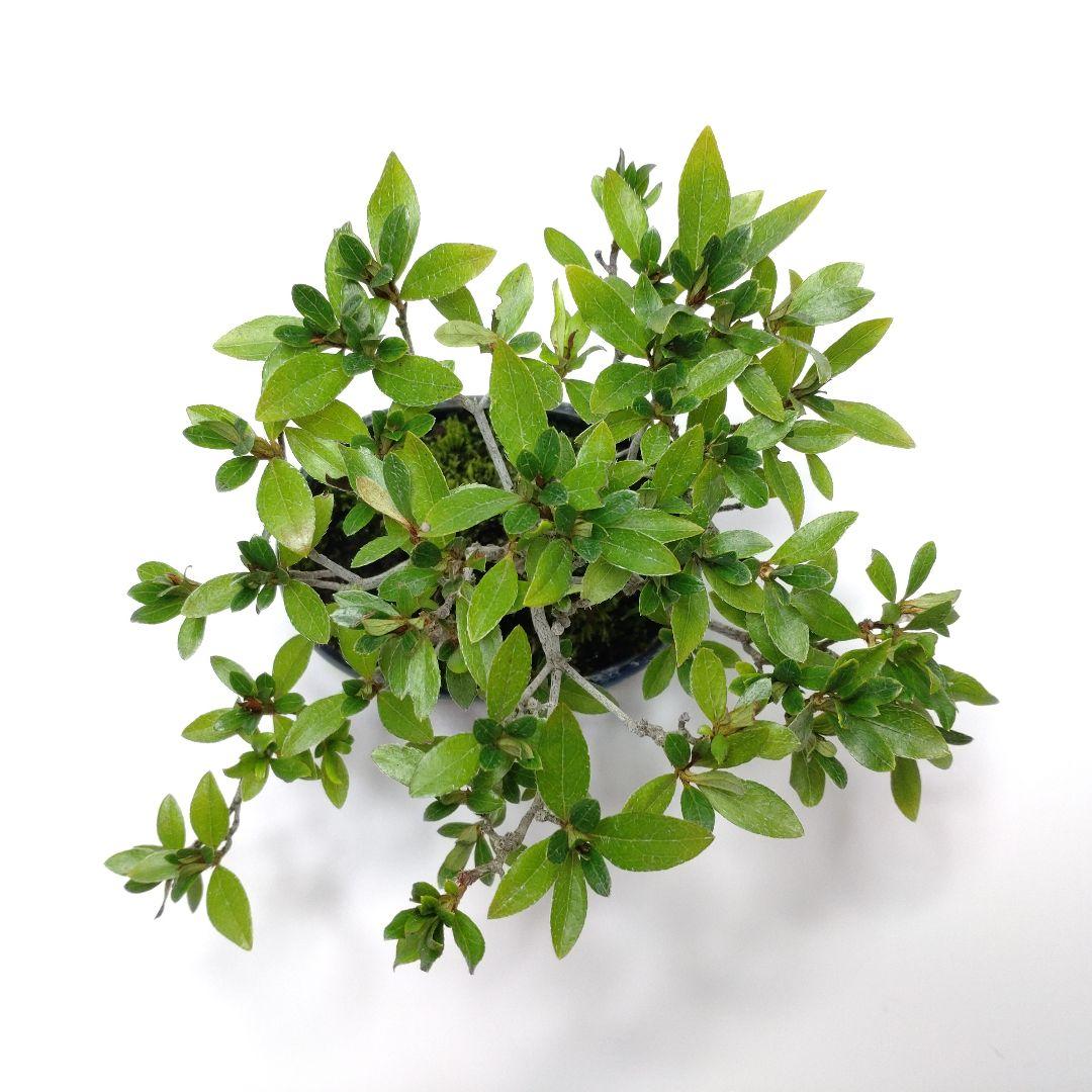 【Ysh_sugawara69】皐月（赤サツキ）盆栽 CS001