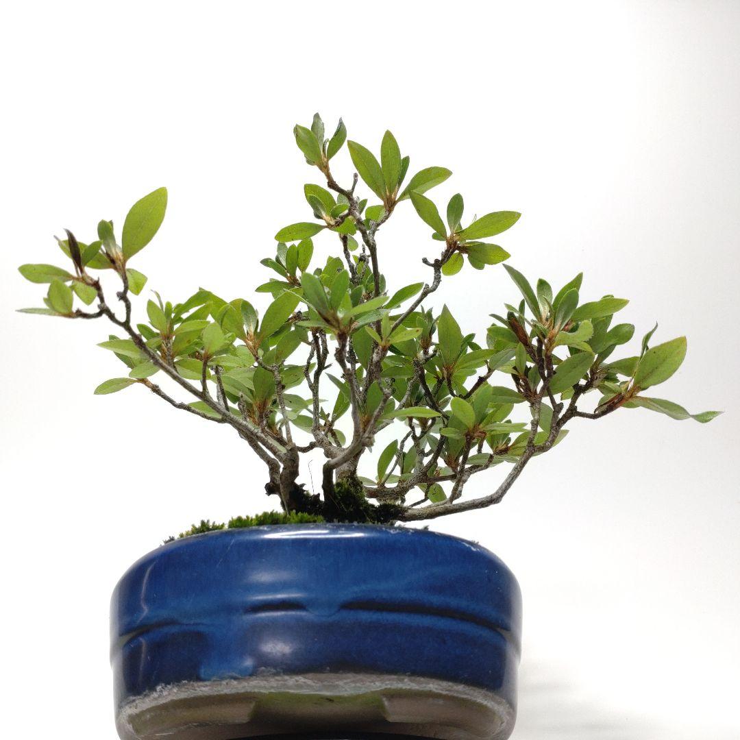 【Ysh_sugawara69】皐月（赤サツキ）盆栽 CS001