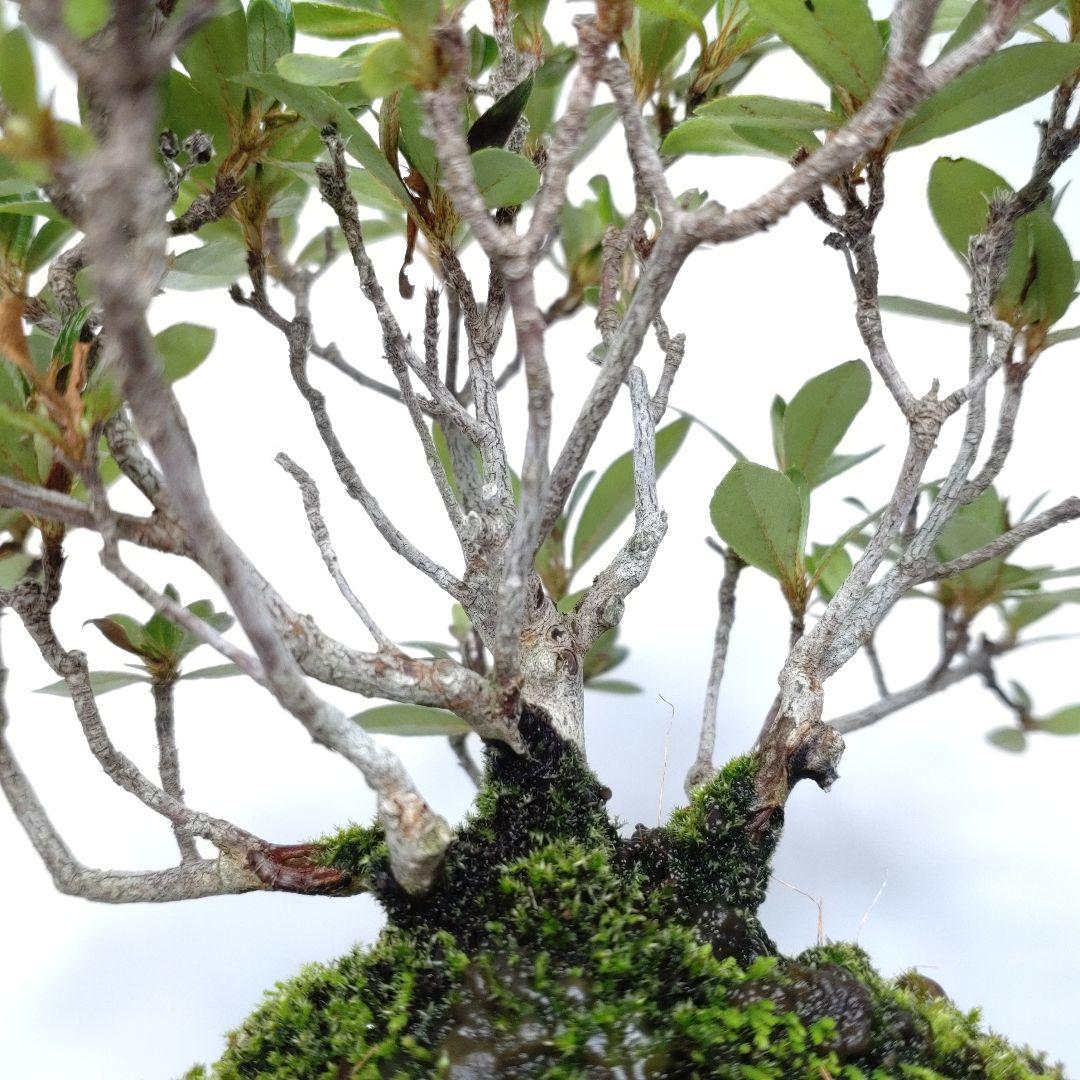 【Ysh_sugawara69】皐月（赤サツキ）盆栽 CS001