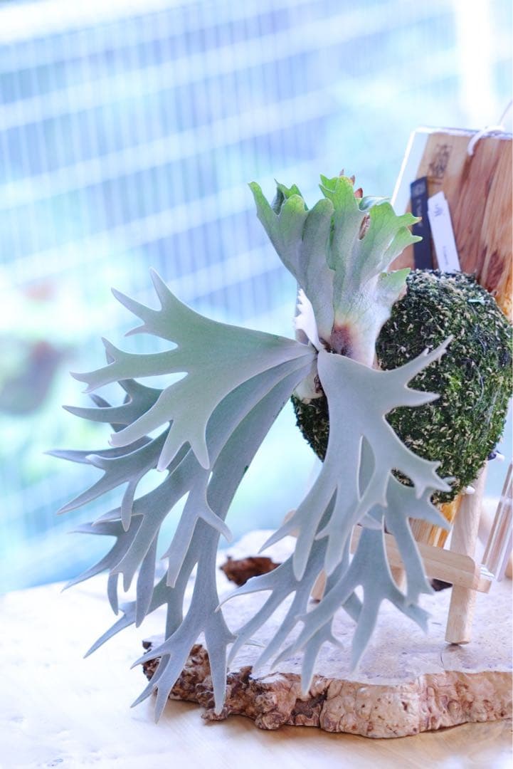 ビカクシダ P.Gabriel