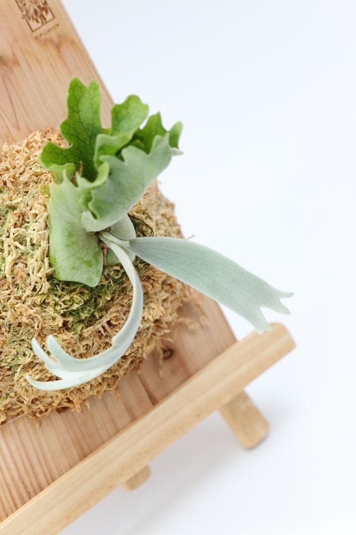 ビカクシダ P.Gabriel