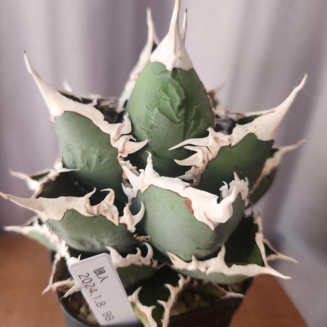 アガベ　狼人　大株