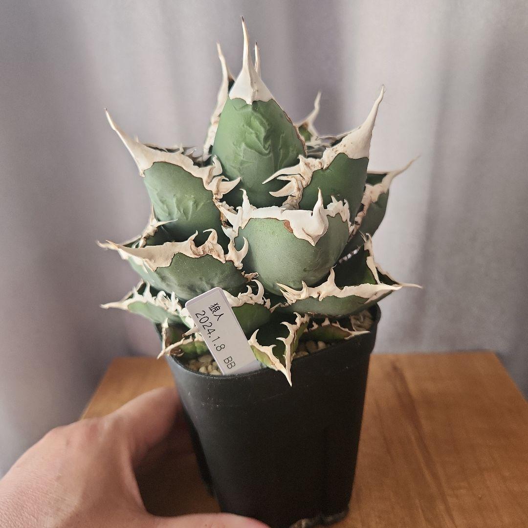 アガベ　狼人　大株