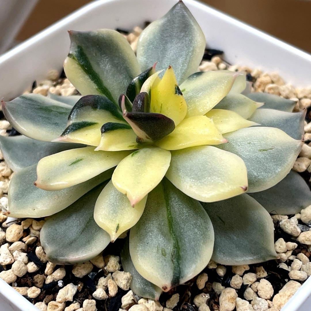 インドネシアから直輸入！　超希少種！　ゴールドプリンス錦　抜き苗　速達付