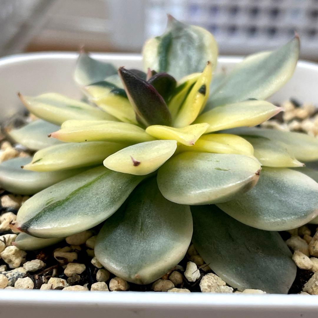 インドネシアから直輸入！　超希少種！　ゴールドプリンス錦　抜き苗　速達付