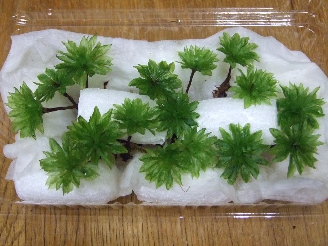 teru3コケ各種7.5パレット他カサゴケ15本2P、ホウオウゴケL 1P