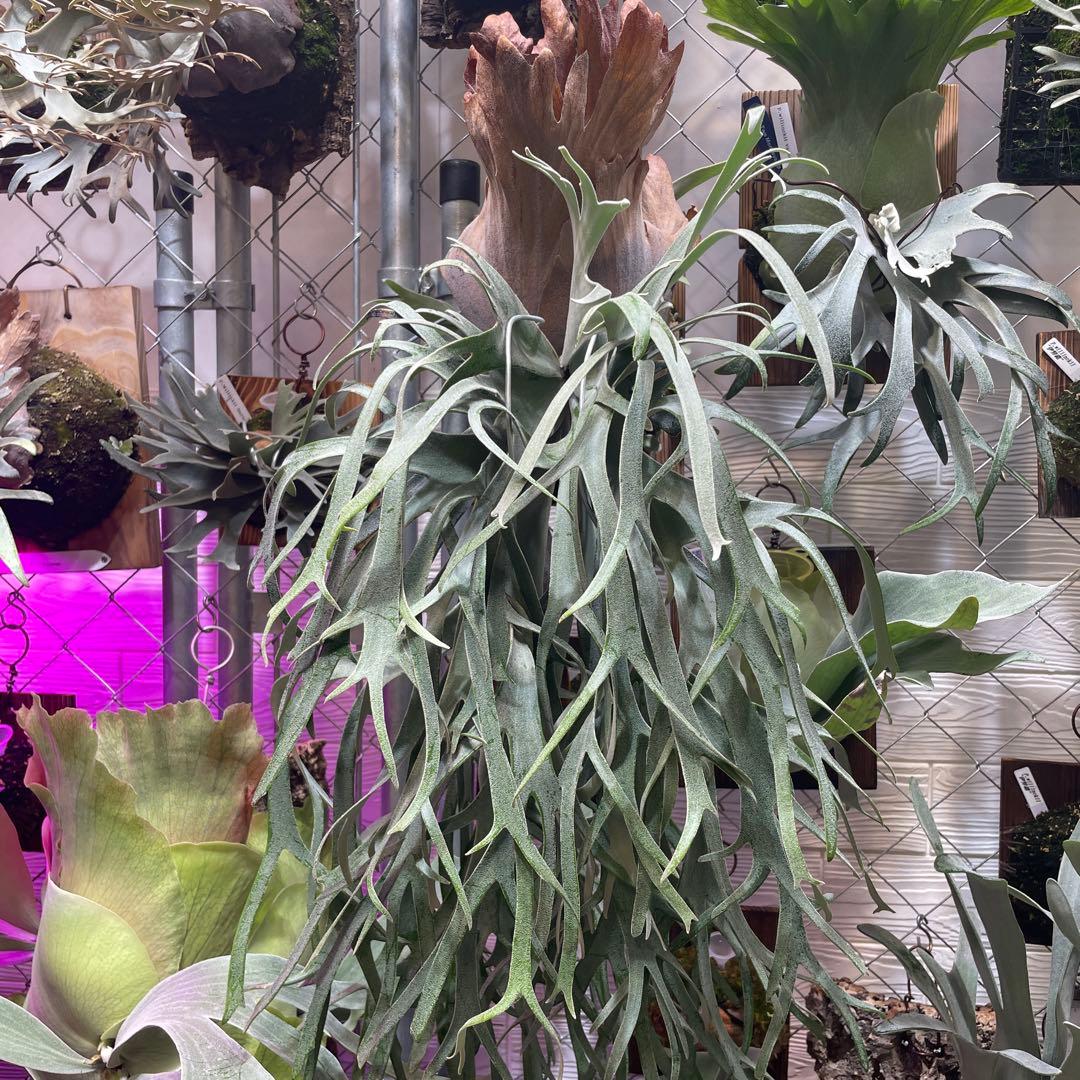 ビカクシダ P.willinckii Polaris ポラリス　子株　#5