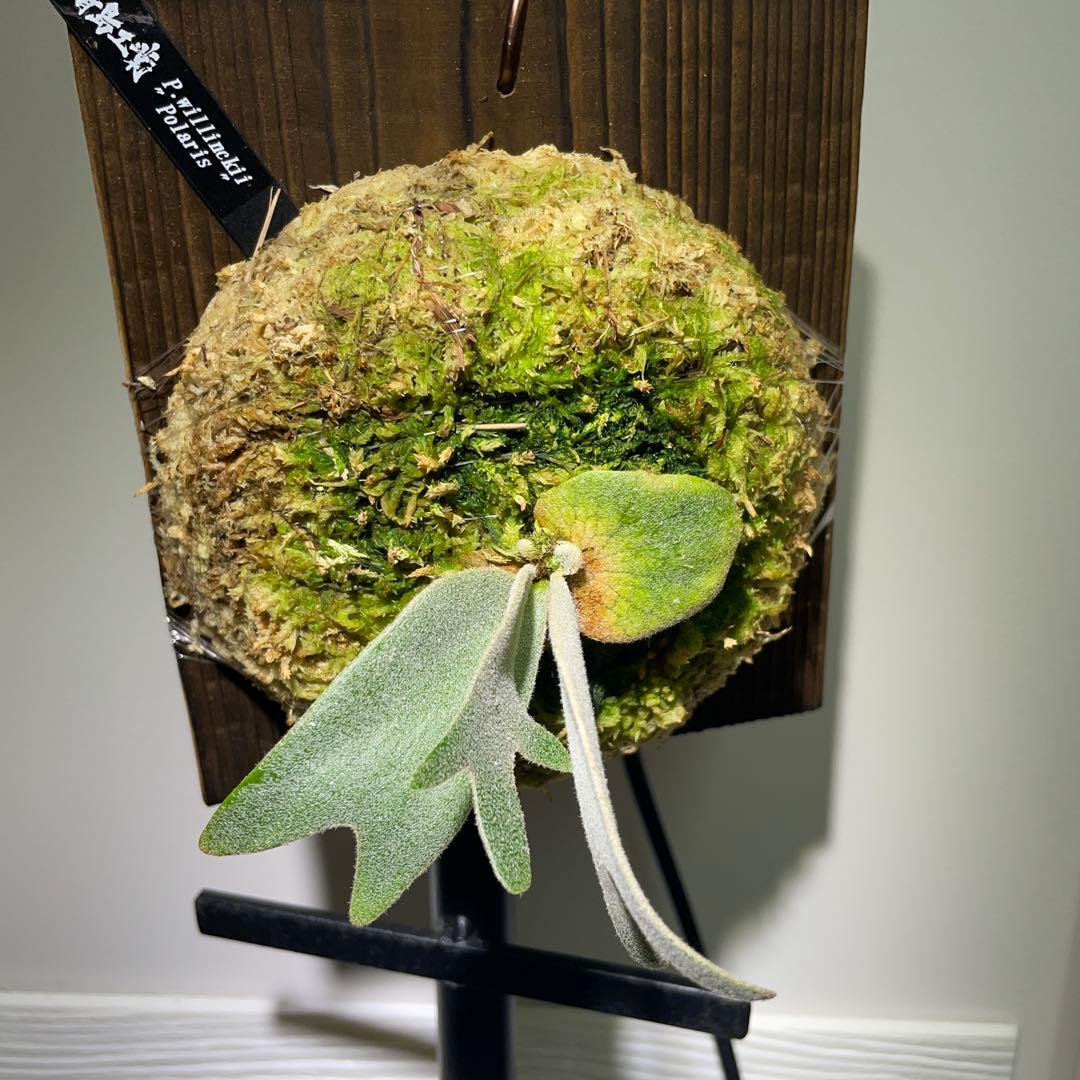 ビカクシダ P.willinckii Polaris ポラリス　子株　#5